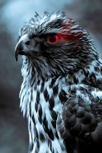 240x400 Red Eye Eagle 4k
