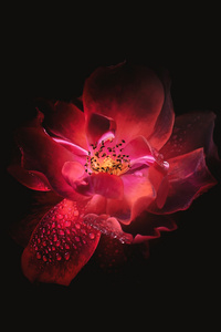 640x960 Red Flower Black Background 4k