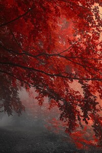 480x800 Red Forest Trees Path