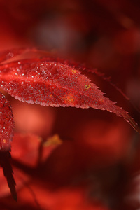 Red Leaf Macro 5k