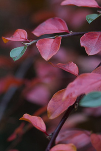 Red Leafs (240x320) Resolution Wallpaper