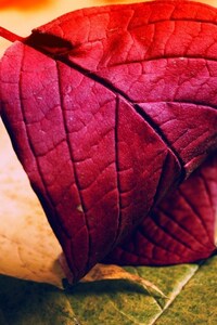 Red Leave (640x960) Resolution Wallpaper