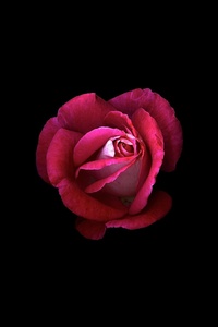 Red Rose Dark Oled