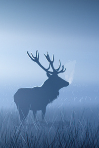 480x800 Red Stag In Morning Fog