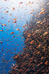 Reefs And An Abundance Of Diverse Marine Life (800x1280) Resolution Wallpaper