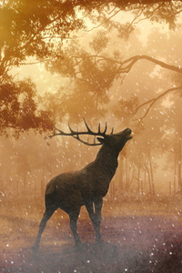 Reindeer Dreamy World (240x320) Resolution Wallpaper