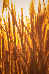 Rice Agriculture Field Golden Hour Grass 5k (320x480) Resolution Wallpaper
