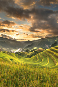 Rice Terraces Vietnam (240x400) Resolution Wallpaper