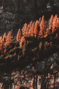 Rocks Mountains Surrounded By Trees 4k (480x854) Resolution Wallpaper