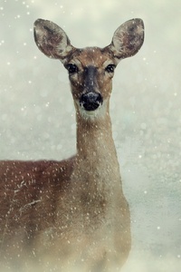 Roe Deer (1440x2560) Resolution Wallpaper