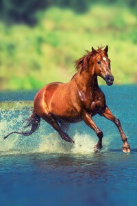 Running Horse In Water (320x568) Resolution Wallpaper