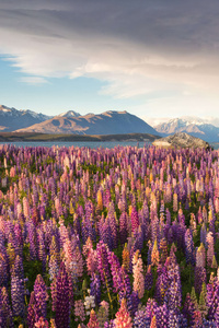 Russell Lupine Flower Garden At Tekapo Lake In New Zealand (640x960) Resolution Wallpaper