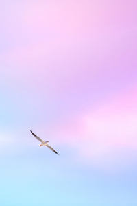 Seagull In Tranquil Sky (1080x2160) Resolution Wallpaper