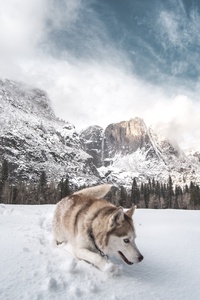 Siberian Husky In Snow 5k (480x800) Resolution Wallpaper