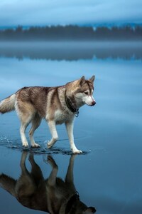 Siberian Husky (1080x2160) Resolution Wallpaper