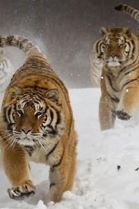 360x640 Siberian Tigers
