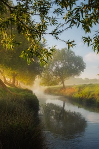 Small River Trees Dreamy