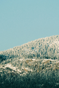 Snow Draped Trees Drammen Norway (320x568) Resolution Wallpaper