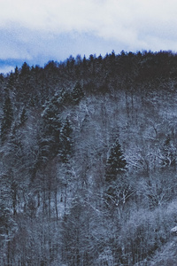 Snow Forest Nature 5k (640x1136) Resolution Wallpaper