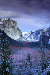 Snow Forests Yosemite Scenery 4k