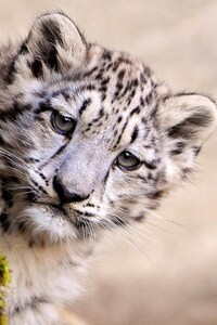 Snow Leopard Young