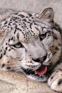 360x640 Snow Leopard