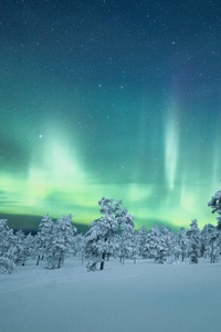 640x1136 Snow Trees Covered Aurora 4k
