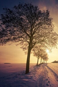 Snow Trees Sunlight