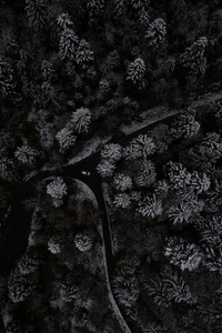480x800 Snow Trees Top View From Drone 4k