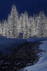 480x800 Snow Trees