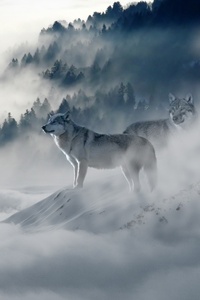 1080x1920 Snow Wolf