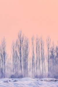 640x1136 Snowfall With Dried Trees 4k