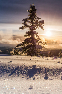 Snowy Forest When Winter Glitters Like Diamonds (800x1280) Resolution Wallpaper