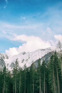 Snowy Mountains Long Trees Stock 5k (1080x2280) Resolution Wallpaper