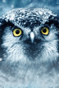 Snowy Owl Eyes Closeup 4k