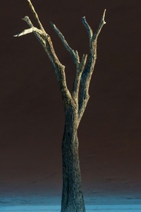 Solitary Oasis Desert Tree (240x400) Resolution Wallpaper