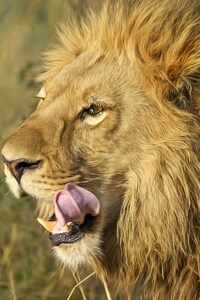 800x1280 South African Lion