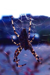 Spider Close Click (540x960) Resolution Wallpaper
