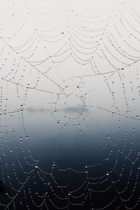Spider Web (540x960) Resolution Wallpaper