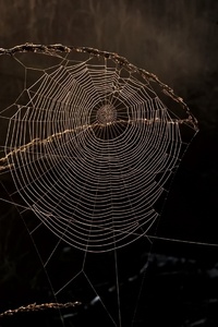Spider Web Macro (1440x2560) Resolution Wallpaper