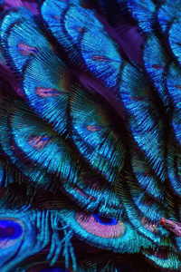 Splendid Peacock Feather 4k