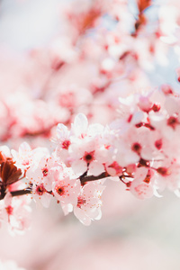 Spring Flower (750x1334) Resolution Wallpaper