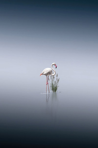 Standing Still Flamingos 4k (1080x2400) Resolution Wallpaper