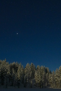 Stars Shining Brightly Over Snowy Trees (1080x2280) Resolution Wallpaper