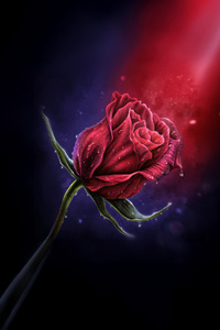Stellar Garden Red Rose (1242x2668) Resolution Wallpaper