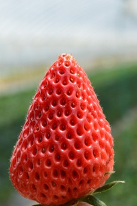 Strawberry 5k