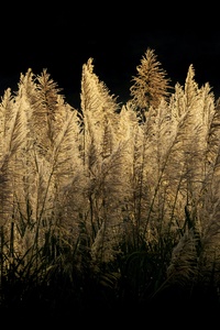 Sugar Cane Field Dark Night 5k (640x960) Resolution Wallpaper