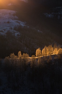 Sun Beams With Golden Light Over The Frozen Trees (640x1136) Resolution Wallpaper