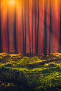 Sunbeam Forest 5k (1080x1920) Resolution Wallpaper
