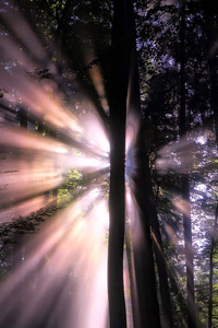 Sunbeam In Forest (720x1280) Resolution Wallpaper